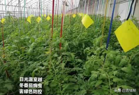 日光温室越冬番茄长季节栽培技术