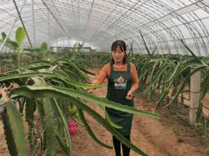 北方种植火龙果可行吗(北方种植火龙果，关于种植“品种”你选对了吗？)