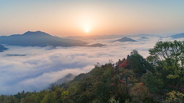 霍山石斛：一株秀出满园春