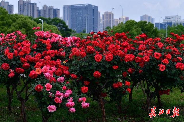 花？树？花树？反正美翻了