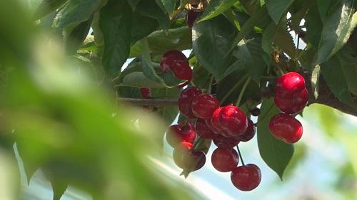 烟台莱州：樱桃种植成规模 村民种植效益好