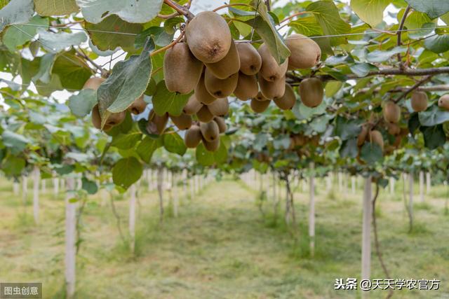 氮长树、磷开花、钾长果！其他元素是调料？猕猴桃膨果都不能缺！