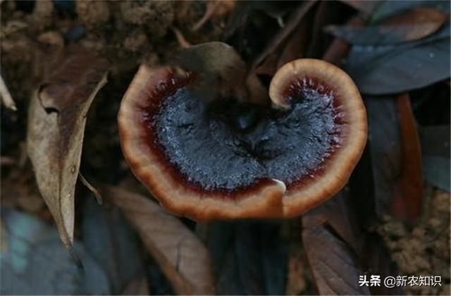 林下仿野生灵芝，高产高效栽培技术，种植过程中这些需要了解一下