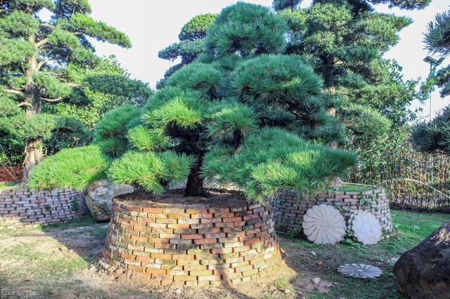 有院子，就栽7种树，“老祖宗”诚不欺我