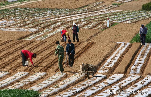 种花生巧施肥，长势好、病害少、果荚多、籽粒饱，增产增收效益好