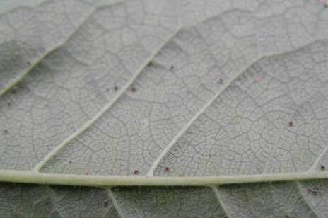 南方为什么不合适种植大樱桃有一下几点大家看一下