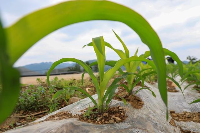 贵州织金：大豆玉米相伴走 复合种植促增收