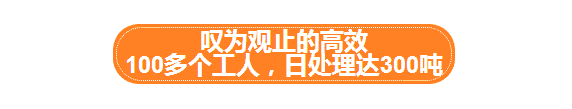 走进褚橙基地，探寻褚橙从600亩到40000亩品质如一的秘密！