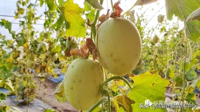 反季节白兰瓜试种成功！临夏市折桥镇发展特色瓜果种植 助推群众增收致富