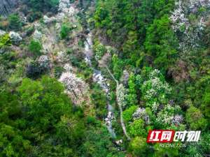 湖南适合种植什么盆栽(湖南南岳：木兰花开 春意盎然)