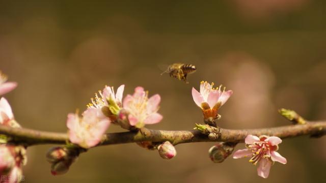 红叶樱花栽培技术，采用嫁接模式做好生长的基础，促进樱花成活率