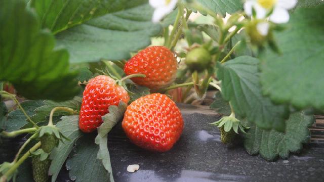 新疆温宿冬季草莓上市