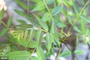 大棚里怎么种植香椿(大棚香椿高产优质栽培技术，精通管理可实现高产和品质，请收好)