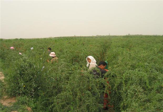 宁夏枸杞栽培技术，种植户不必苦恼，找对方法轻松解决