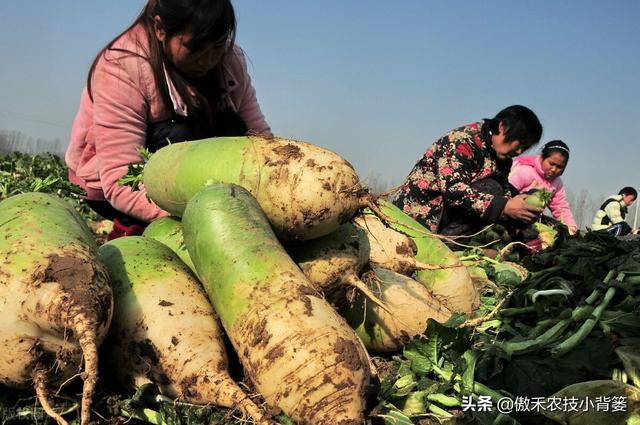 秋季萝卜种植正当时，萝卜这样种植个头大、产量高，不烂根不糠心