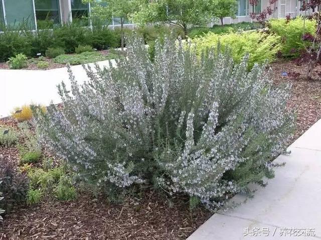 院子的风水植物怎么种，你知道哪些风水植物呢？