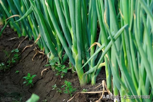 9月能种植哪些蔬菜？这些蔬菜要抓紧种植了，菜农们别错过