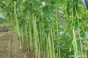 大豆种植枝术(豆角怎么种？豆角的种植管理技术及长期储存方法)