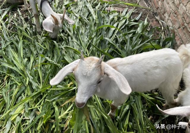 墨西哥玉米草的播种方式，以及饲用方式，种植一次收割5~8次