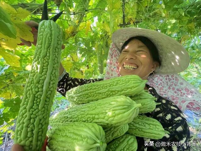 高产苦瓜有哪些种植管理技巧？注意5大方面