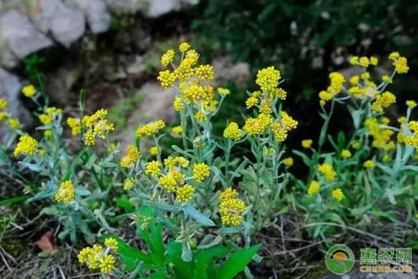 山野菜的市场前景怎么样?有哪些种植优点?（附山野菜价格）