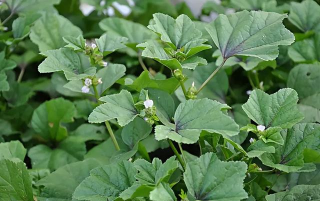 霜降后种菜，推荐5种“耐寒菜”，天气越冷长得越旺，下雪也不怕