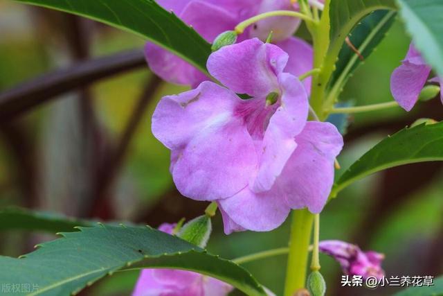 凤仙花的家庭盆栽养殖方法，这样养护，花开更多，颜色更艳！