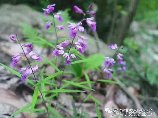 2018年种植前景较好的15种中药材！