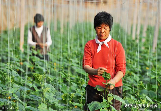 黄瓜种植，如何有效防治靶斑病、霜霉病、细菌性角斑病、炭疽病？