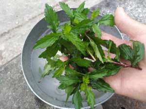 怎么种植马兰头(野菜马兰头，餐桌上的佳肴，这样栽培茎叶更加嫩绿、产量高)