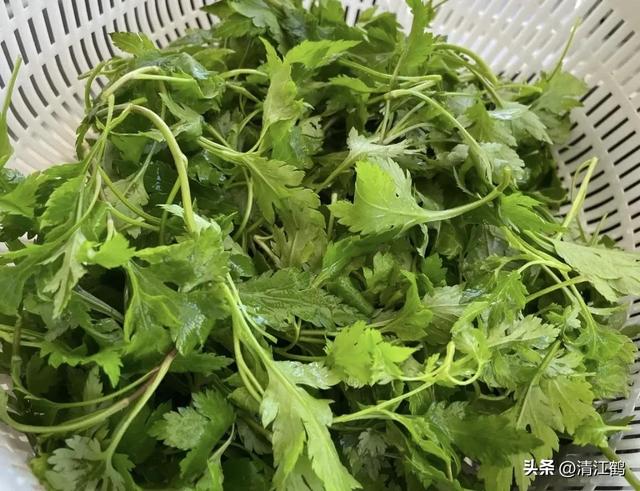 稀有蔬菜菊花脑种植为什么这么“冷门”？懂的人很爱它但知之者少