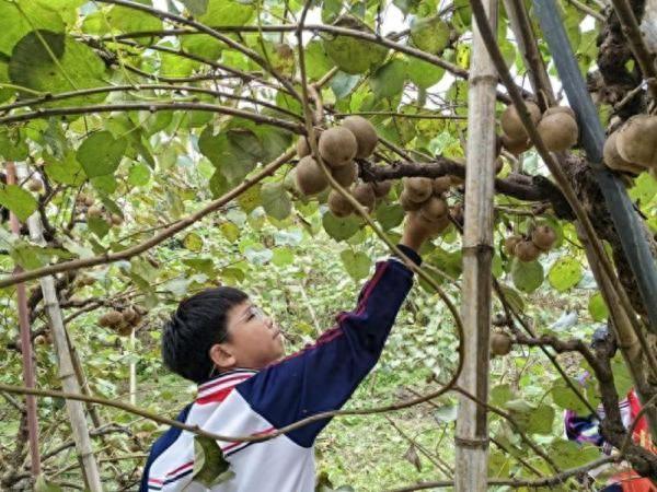 宁国市津河学校开展校外劳动实践基地采摘活动