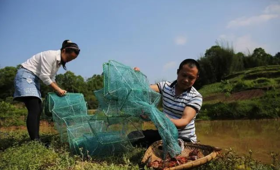 养殖小龙虾，草被小龙虾夹完了，再种草来得及吗？