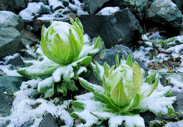 雪山上的“女神”，天山雪莲资源开发利用现状及可持续发展建议