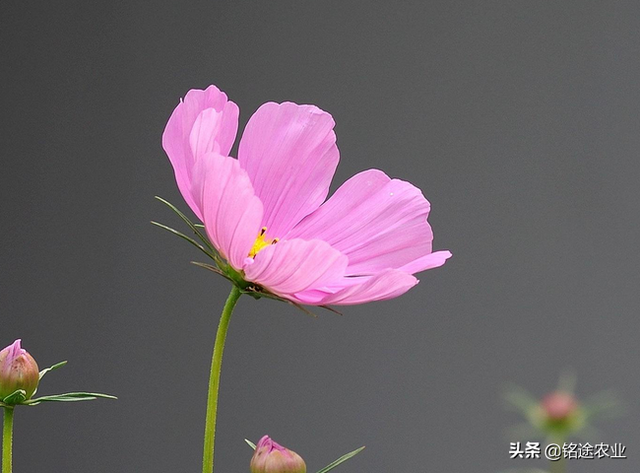 铭途农业：种波斯菊要掌握几个要领，学会才能种植成功，快点收藏