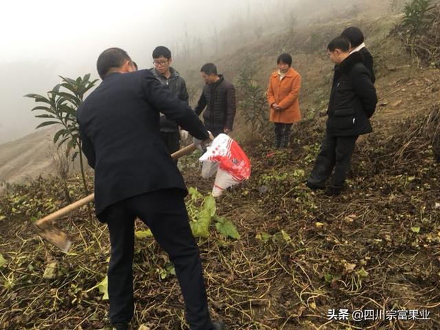 枇杷生长管理五大点，轻轻松松亩产上万元