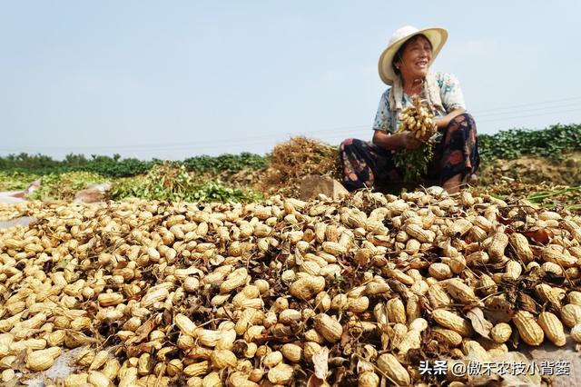 种花生巧施肥，长势好、病害少、果荚多、籽粒饱，增产增收效益好