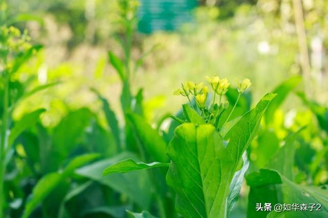 菜心的种植技巧，简单又实用