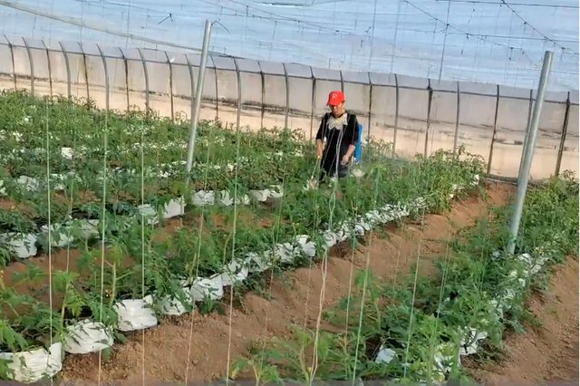 学会糖醇钙的使用，让补钙不再困难，种植瓜果施肥小技巧