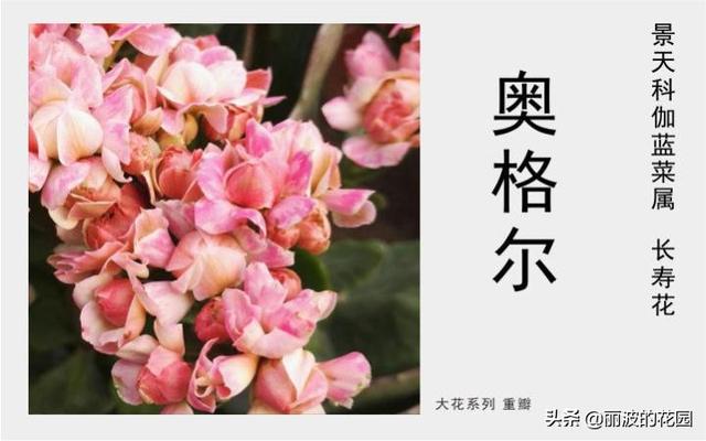 奥格尔长寿花，大花系列，花边粉色中心杏色多重花瓣花苞裂变