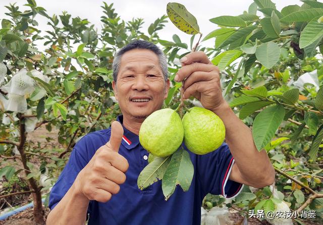 不花钱、不打药、绿色环保无公害，10个方法巧治植物病虫害