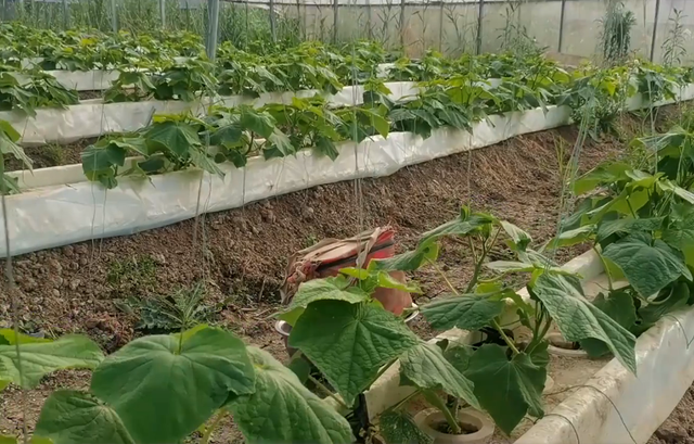 夏季种植黄瓜，做好促根养根，防早衰提产量，方法很关键