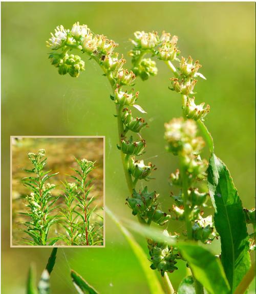 扯根菜也叫赶黄草，它是一种什么样的植物