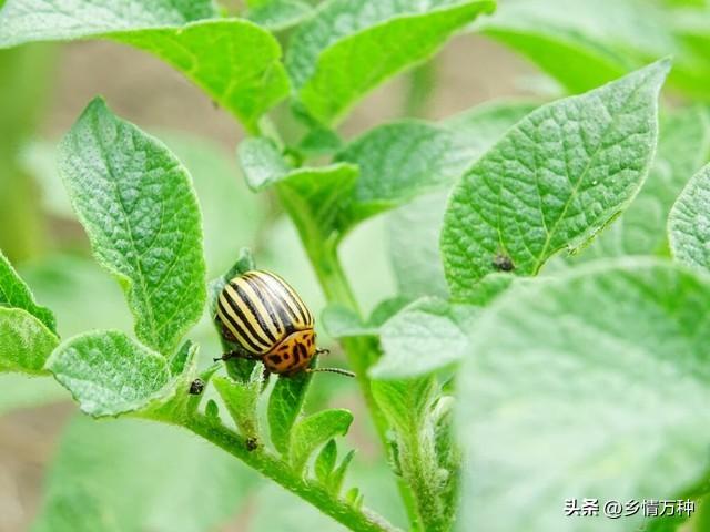 露天 vs. 温室：哪种方式更适合蔬菜种植？