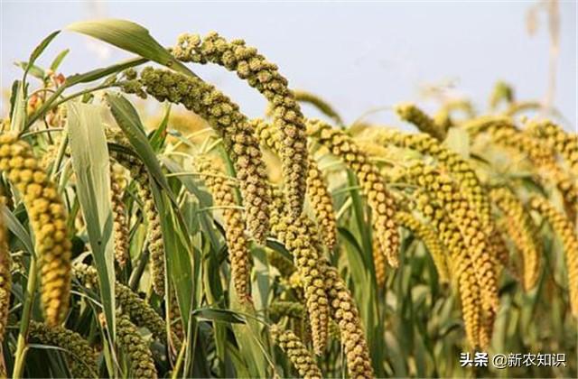 谷子种植技术，种植方法要了解一下，一起学学吧