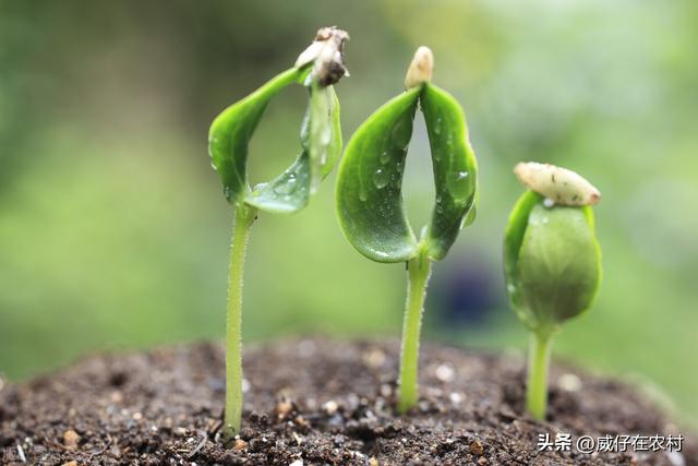 怎么在家种生菜、黄瓜？从种子育芽开始，超详细教程，值得收藏