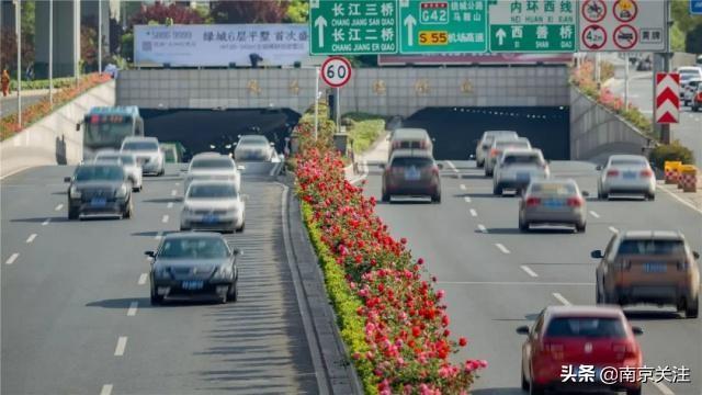 美炸了，绚丽多姿！首条“月季大道”！南京有条路要火了！