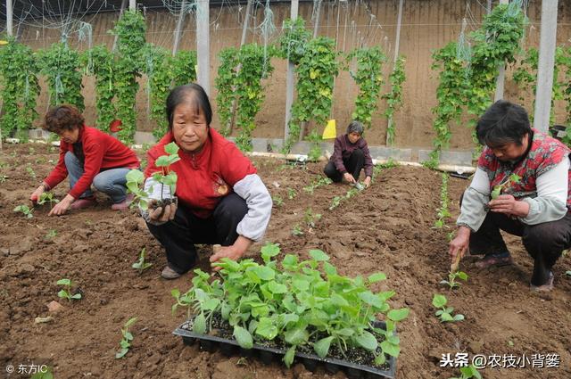 黄瓜种植，如何有效防治靶斑病、霜霉病、细菌性角斑病、炭疽病？