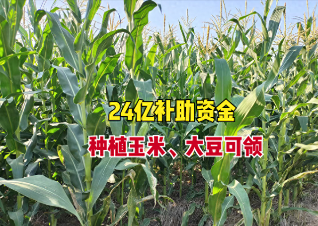 24亿补贴来了！种植玉米大豆可领，怎样领？没领到怎么办？