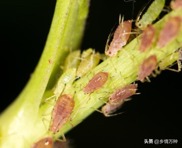 露天 vs. 温室：哪种方式更适合蔬菜种植？